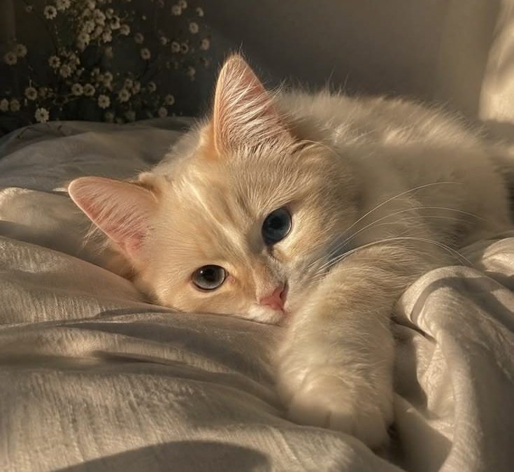 Top Signs Your Pet Needs Gear Upgrades for Better Comfort