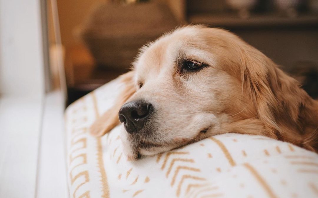 Playtime to Nap Time Must-Have Pet Essentials